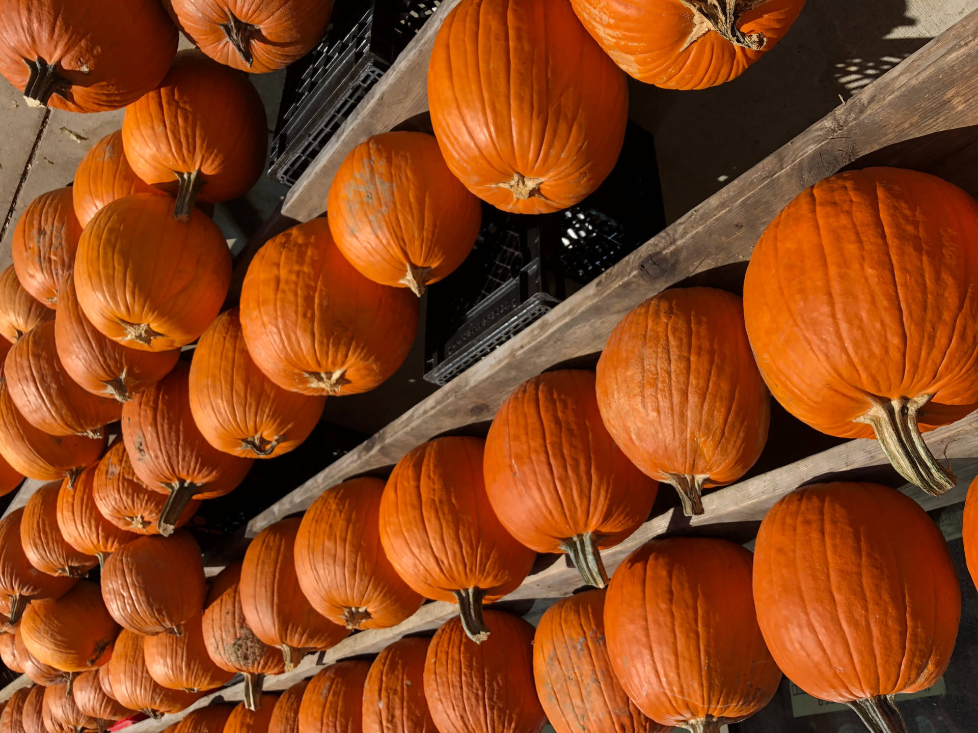 Three-tier Pumpkin Shelf Background