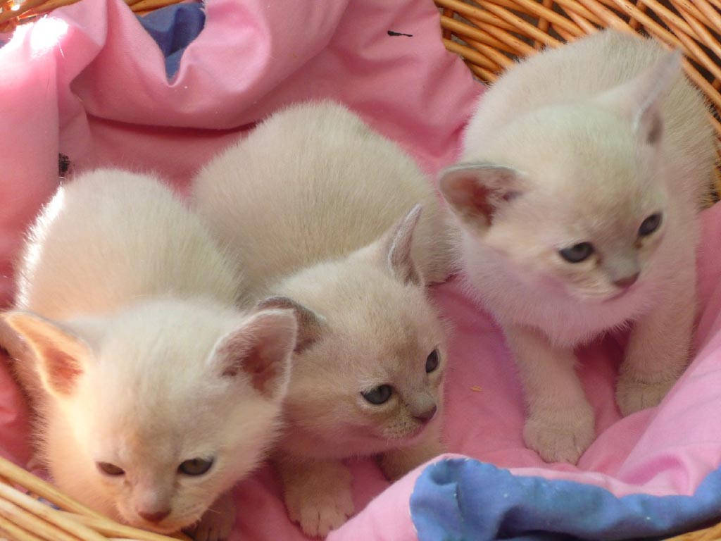 Three White Kittensin Basket Background