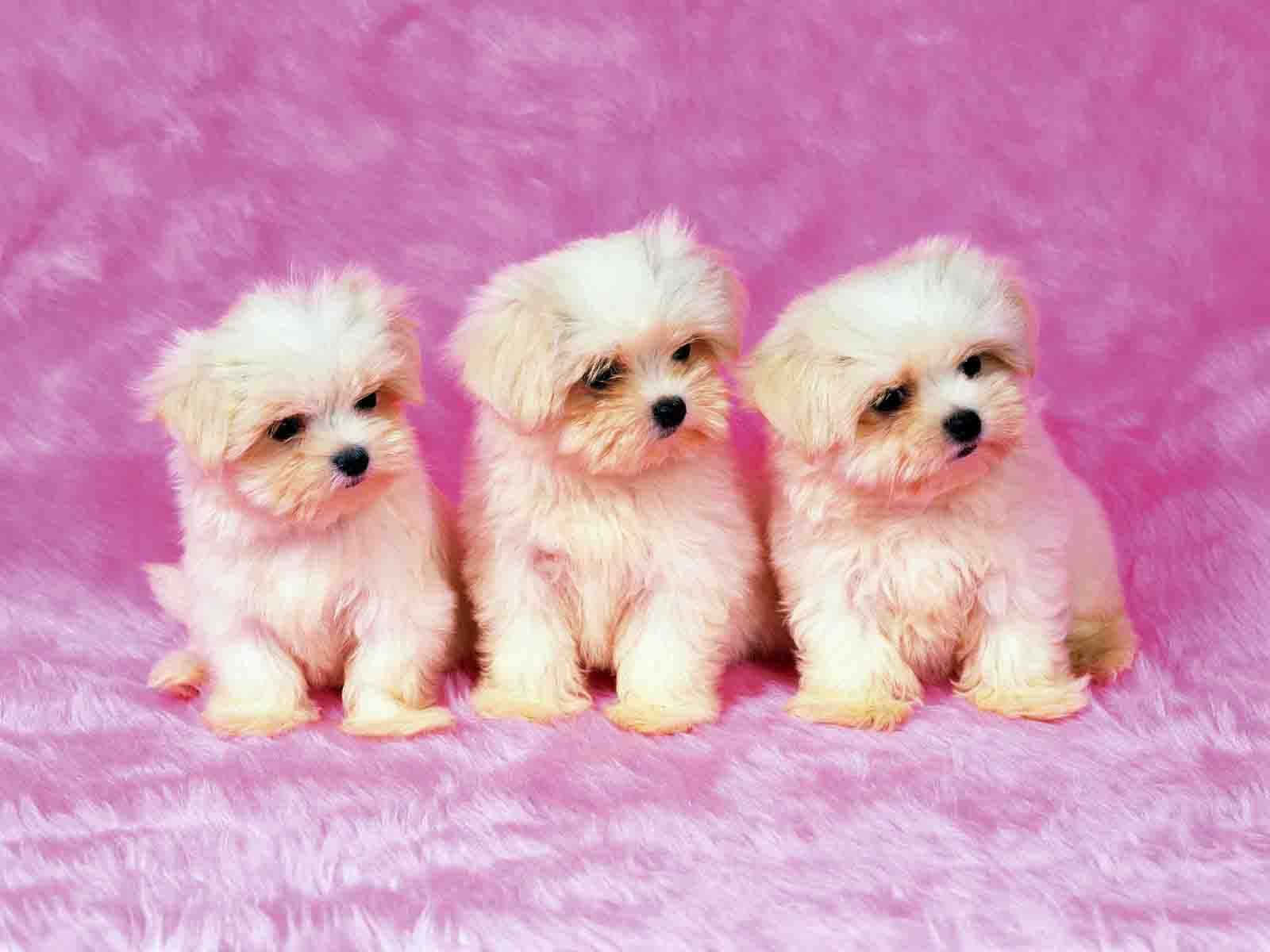 Three White Puppies Sitting On A Pink Background Background