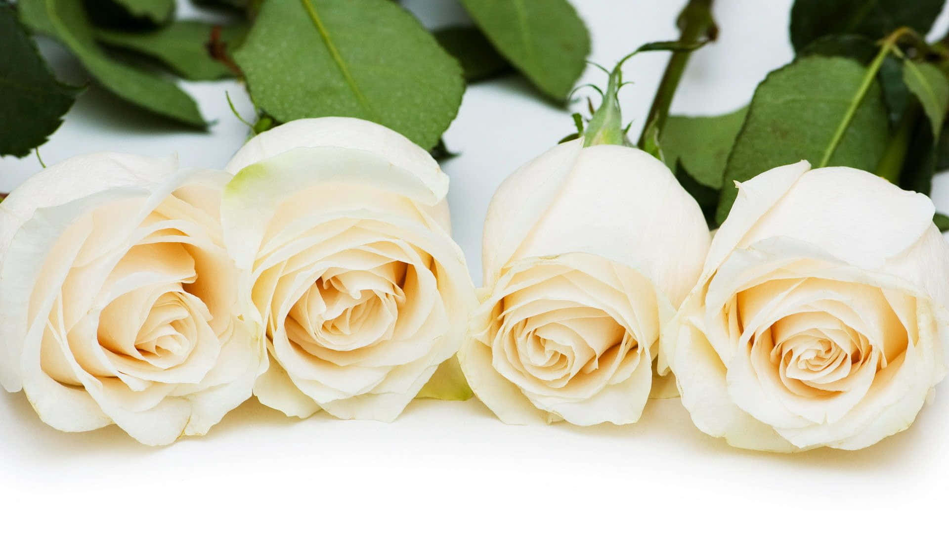 Three White Roses Are Lined Up On A White Background