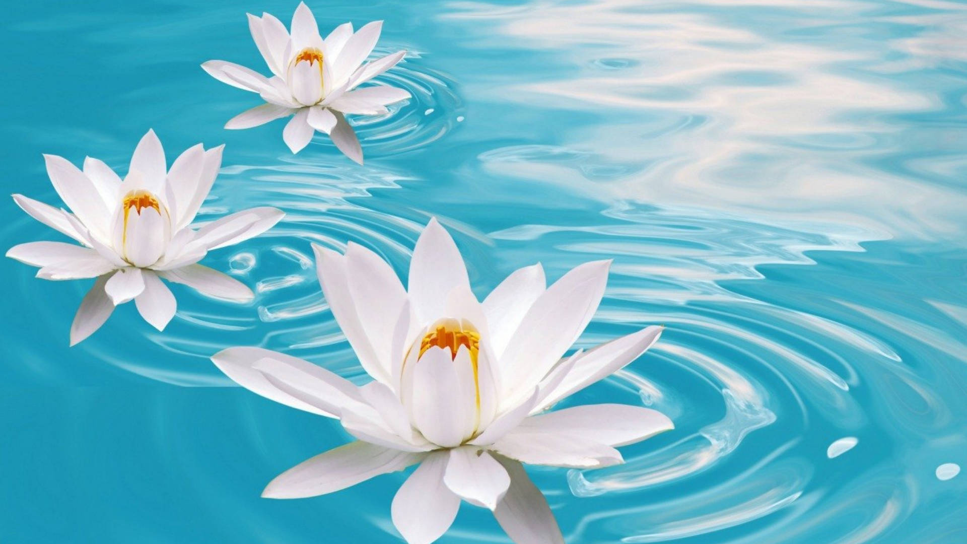 Three White Water Lilies