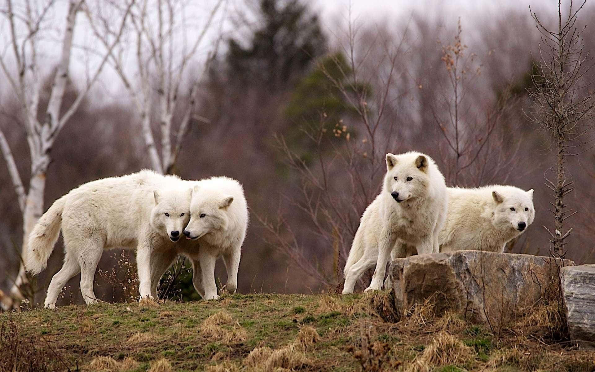 Three White Wolves Standing On A Hill Background