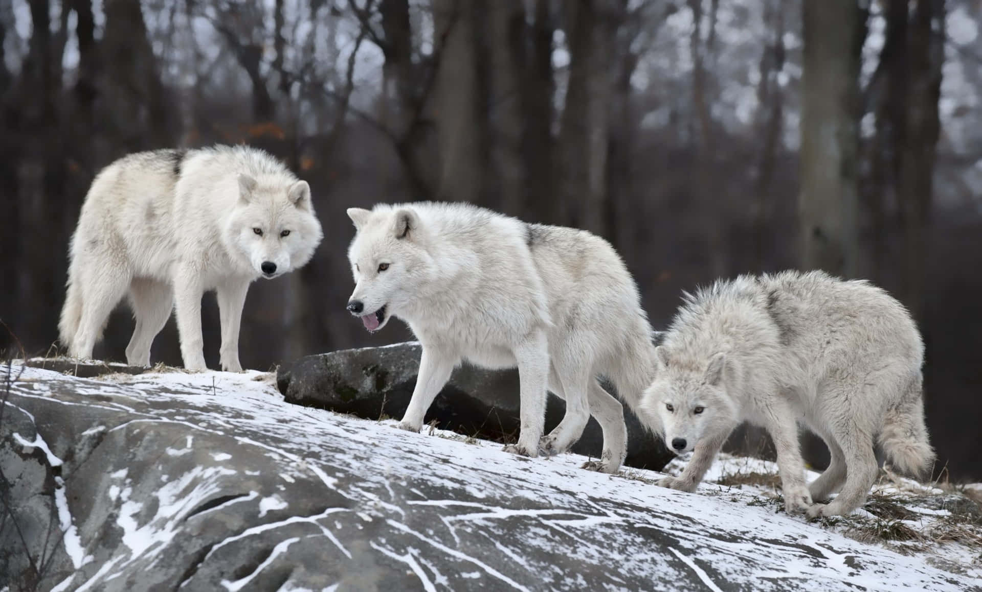 Three White Wolves Standing On A Snowy Rock Background