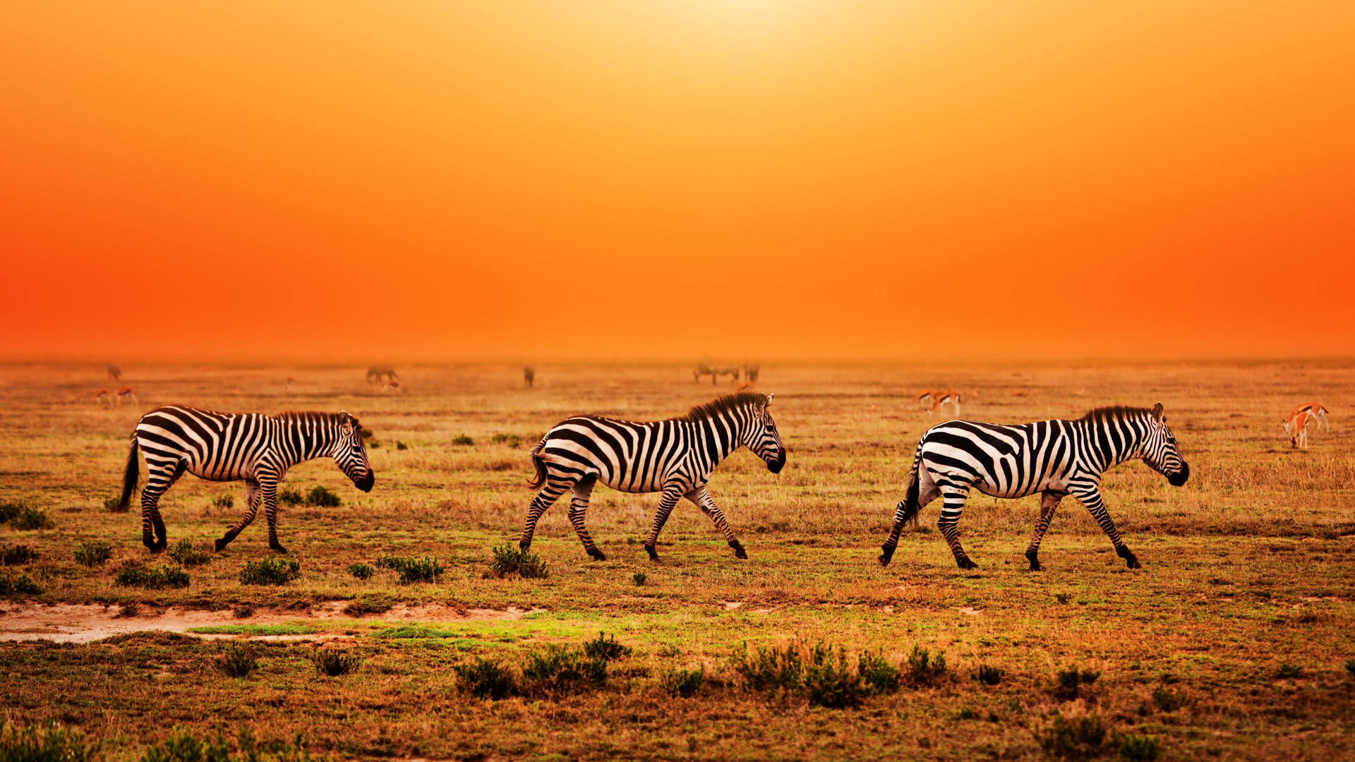 Three Zebra Walking In Field Background