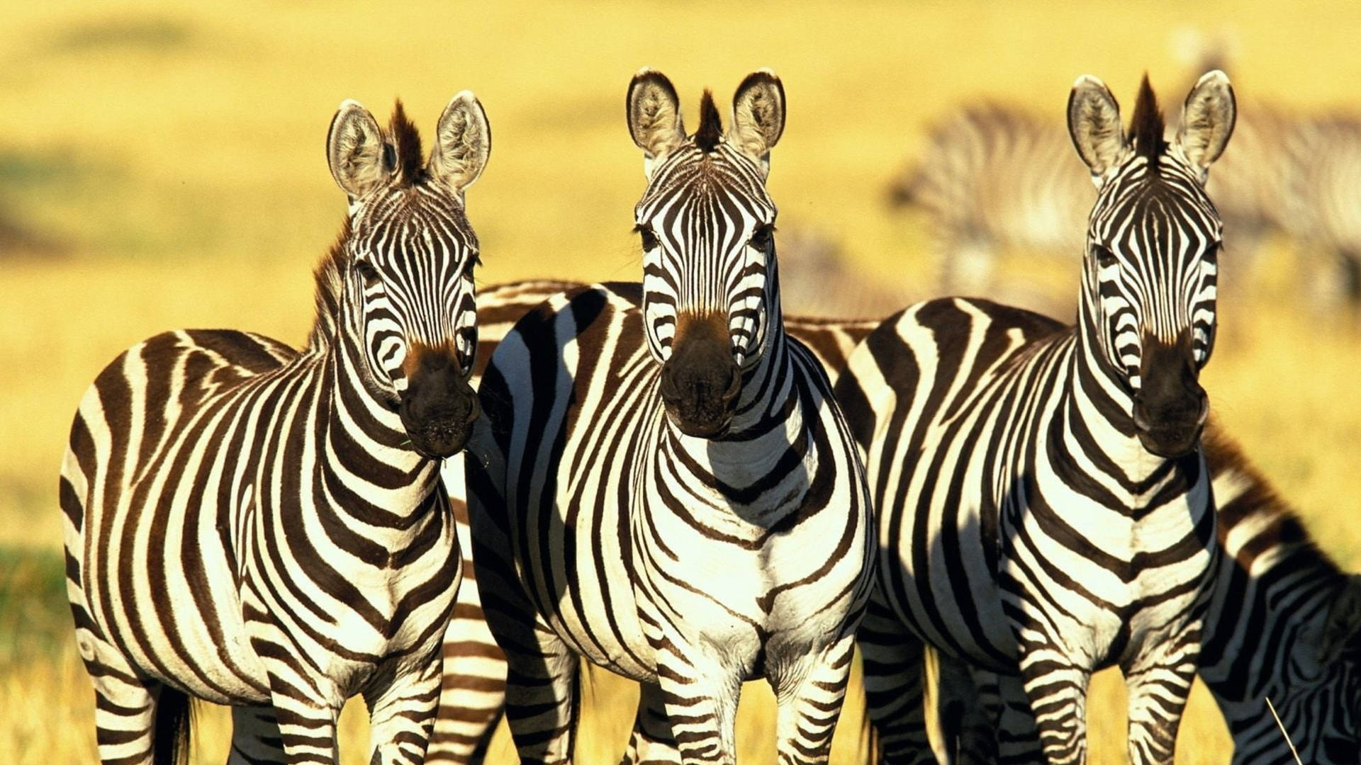 Three Zebras Focus Photography Background