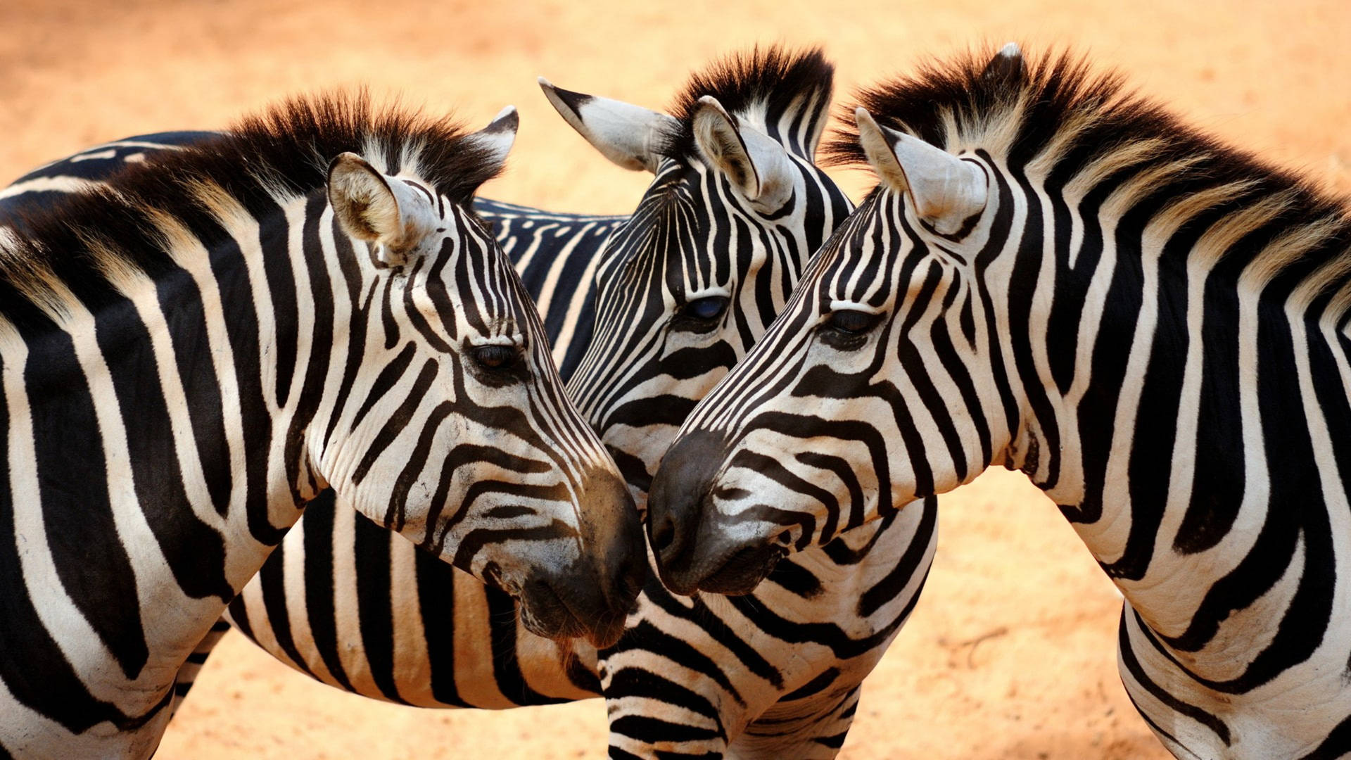 Three Zebras In Field Background