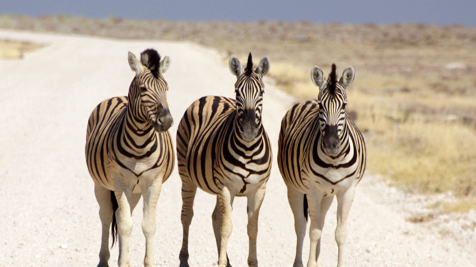 Three Zebras In The Road