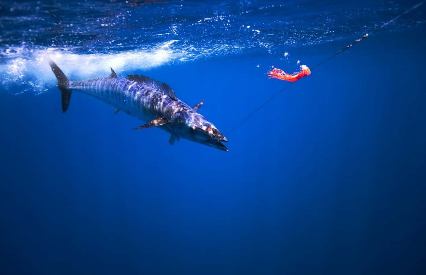 Thrill Of The Chase - Angler Captures Wahoo Fish