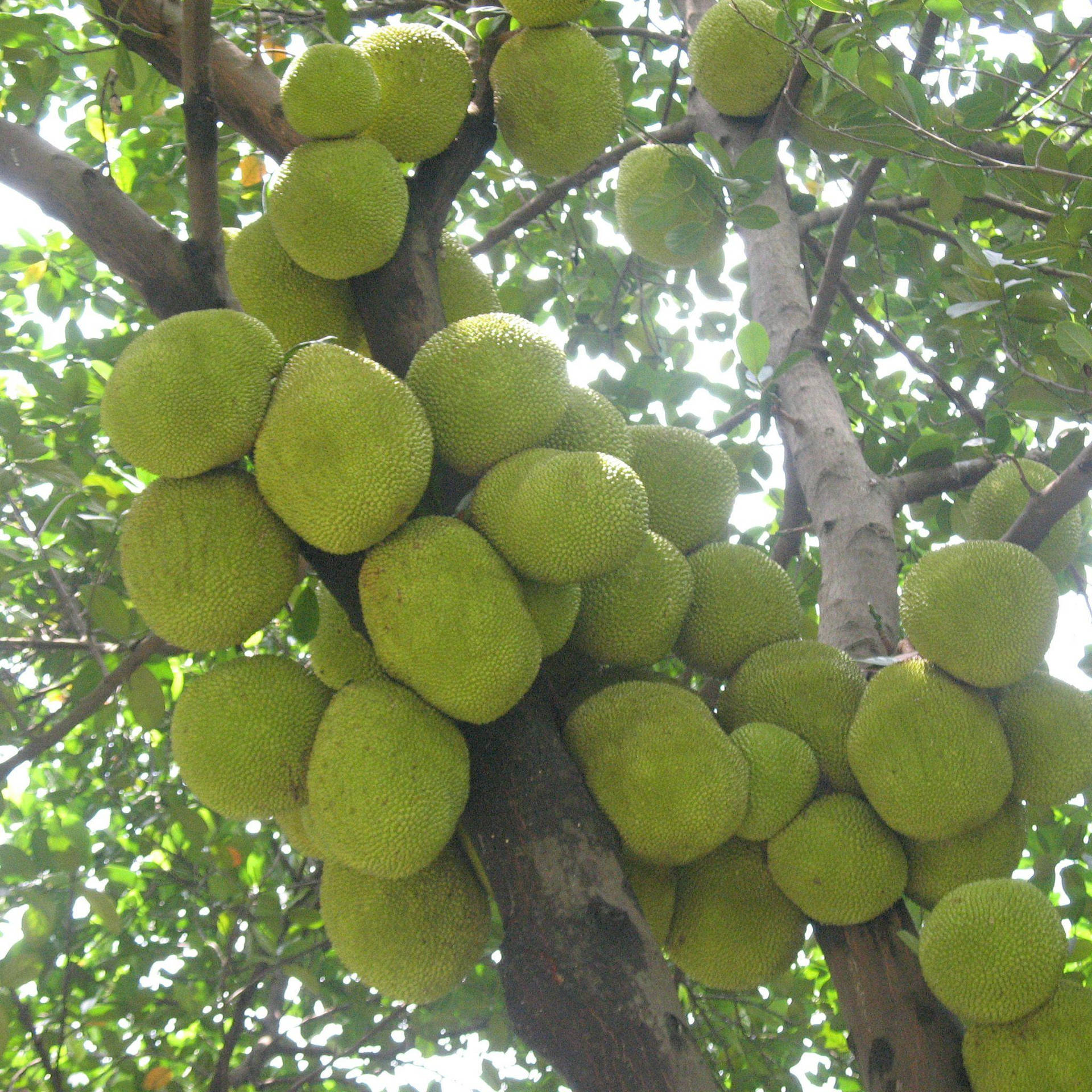 Thriving Jackfruit Tree Packed With Ripe Fruits Background