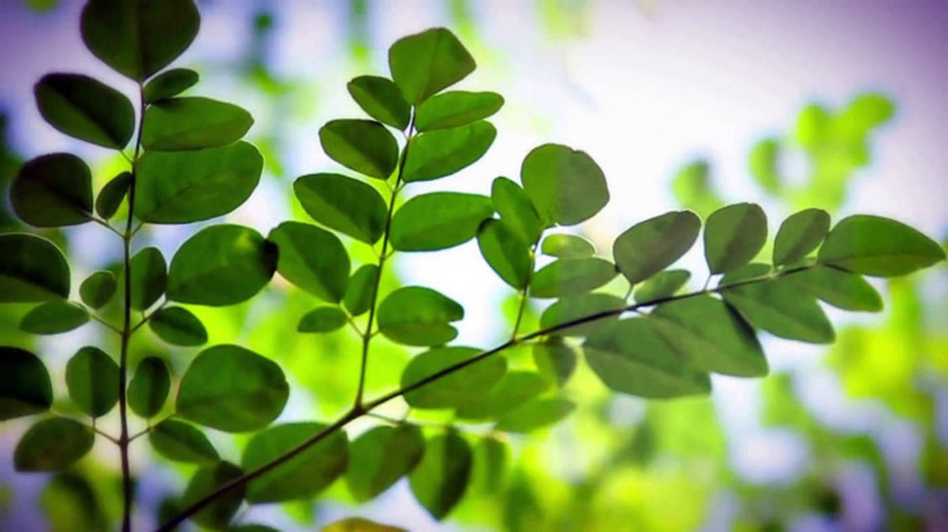 Thriving Moringa Oleifera - Nature's Finest Medicinal Marvel Background