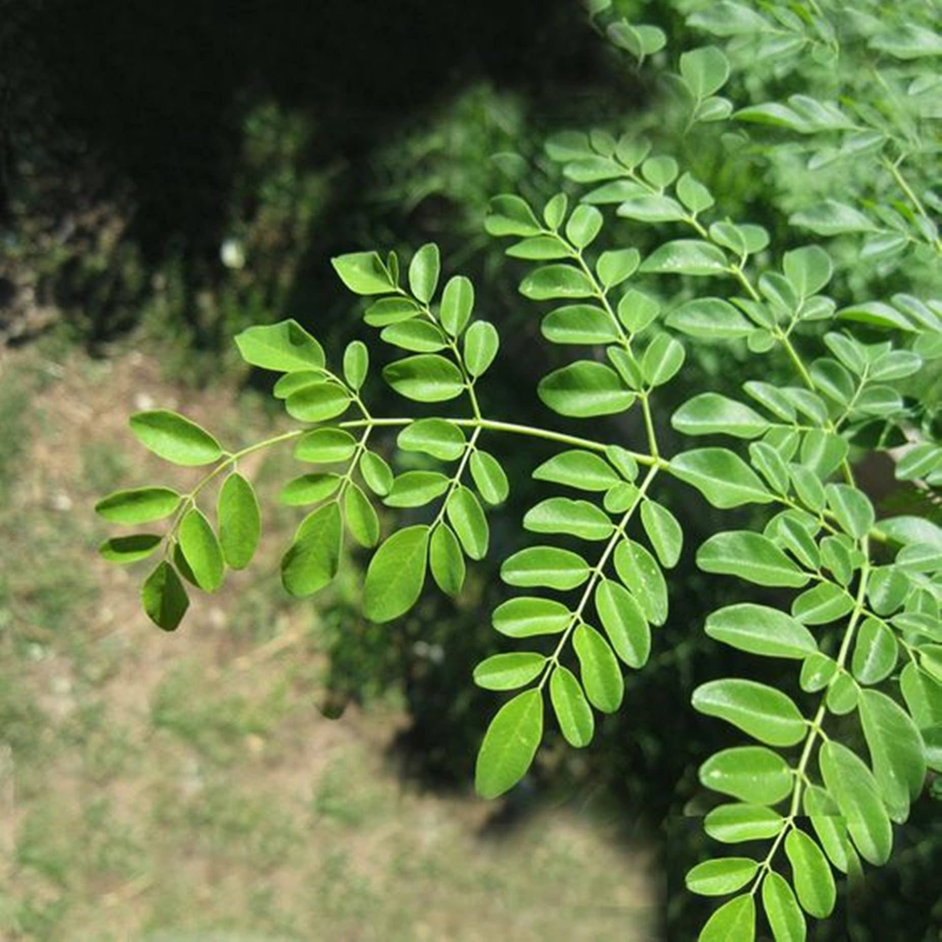 Thriving Moringa Plant In A Backyard Background