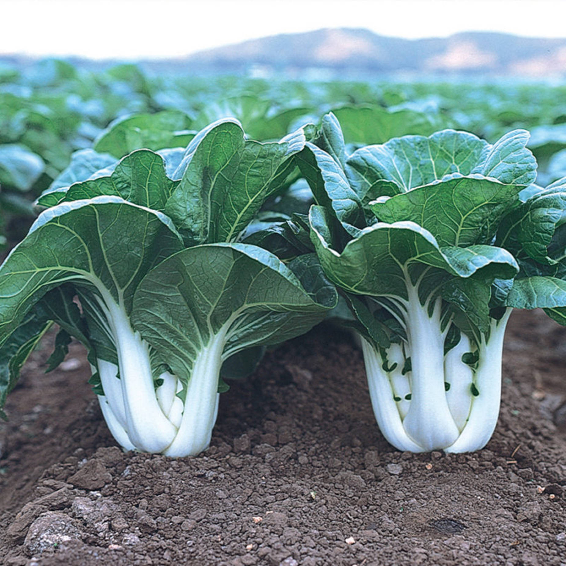 Thriving Organic Bok Choy In Vegetable Garden Background