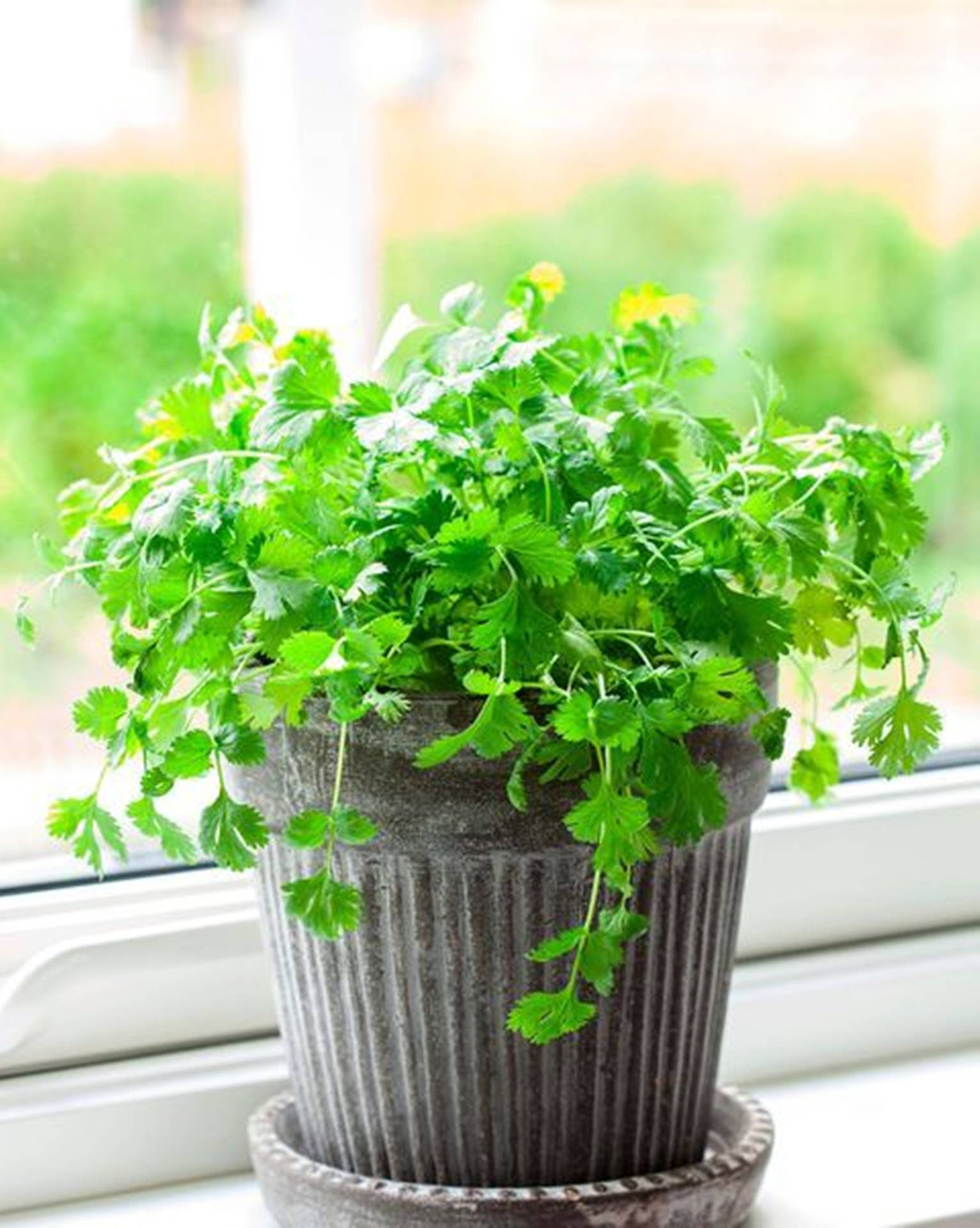 Thriving Potted Coriander By The Window Background