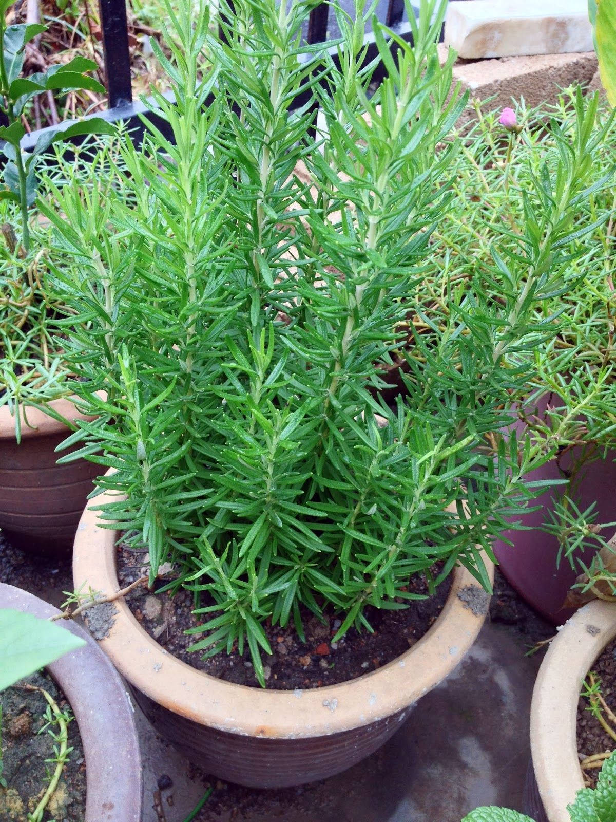 Thriving Rosemary In A Rustic Pot