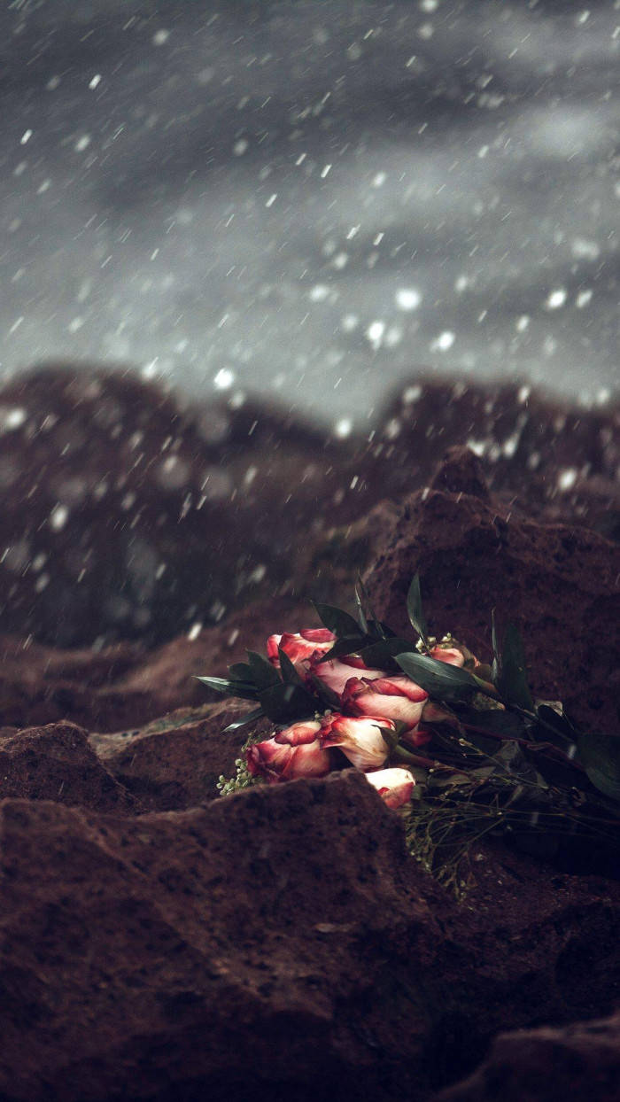 Thrown Roses In Sad Iphone Background