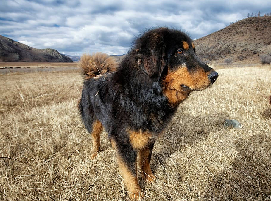 Tibetan Mastiff In Mongolias Background