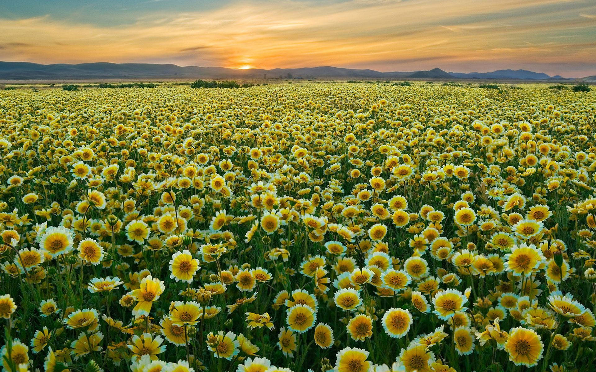 Tidy Tips Flower Field Background