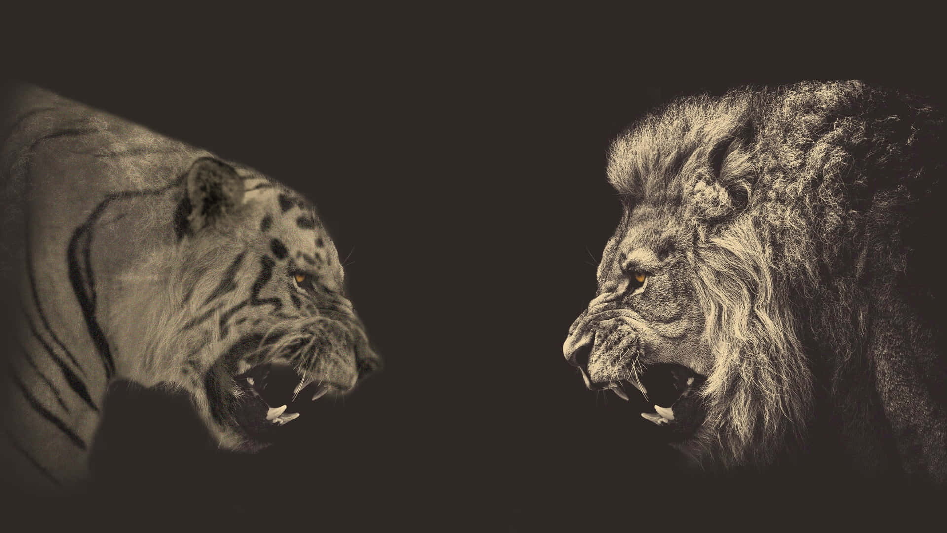 Tiger And Lion Face Art