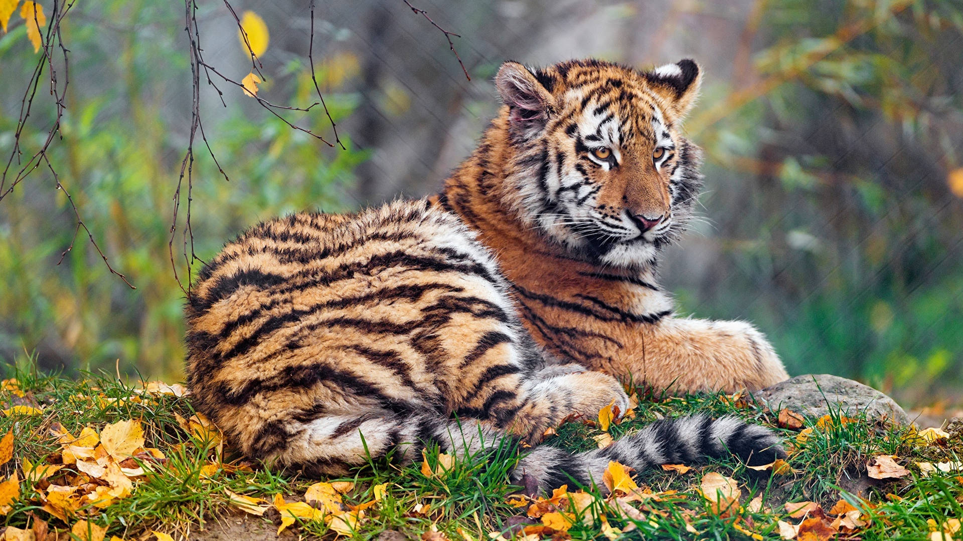 Tiger Animal Resting On Grassland