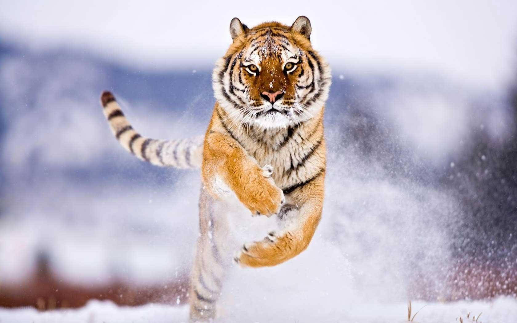 Tiger Animal Running In Snow Background