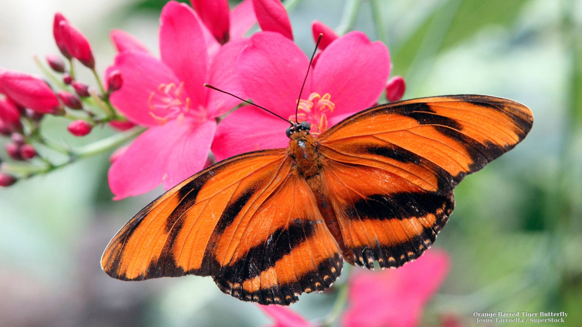 Tiger Butterfly On Pink Flowers Background