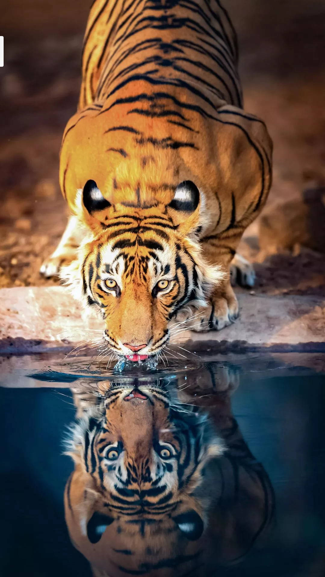 Tiger Drinking Water From Pond