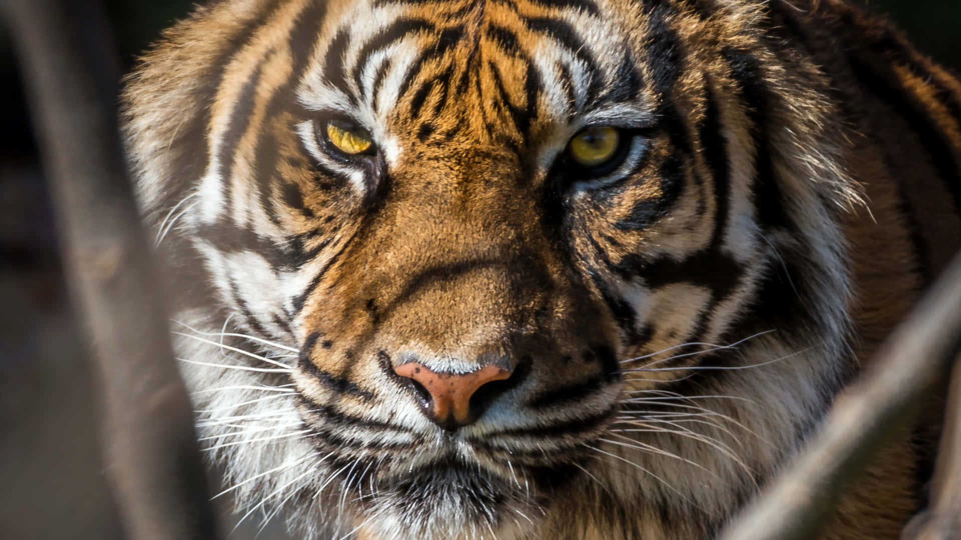 Tiger Face Behind The Branch Background