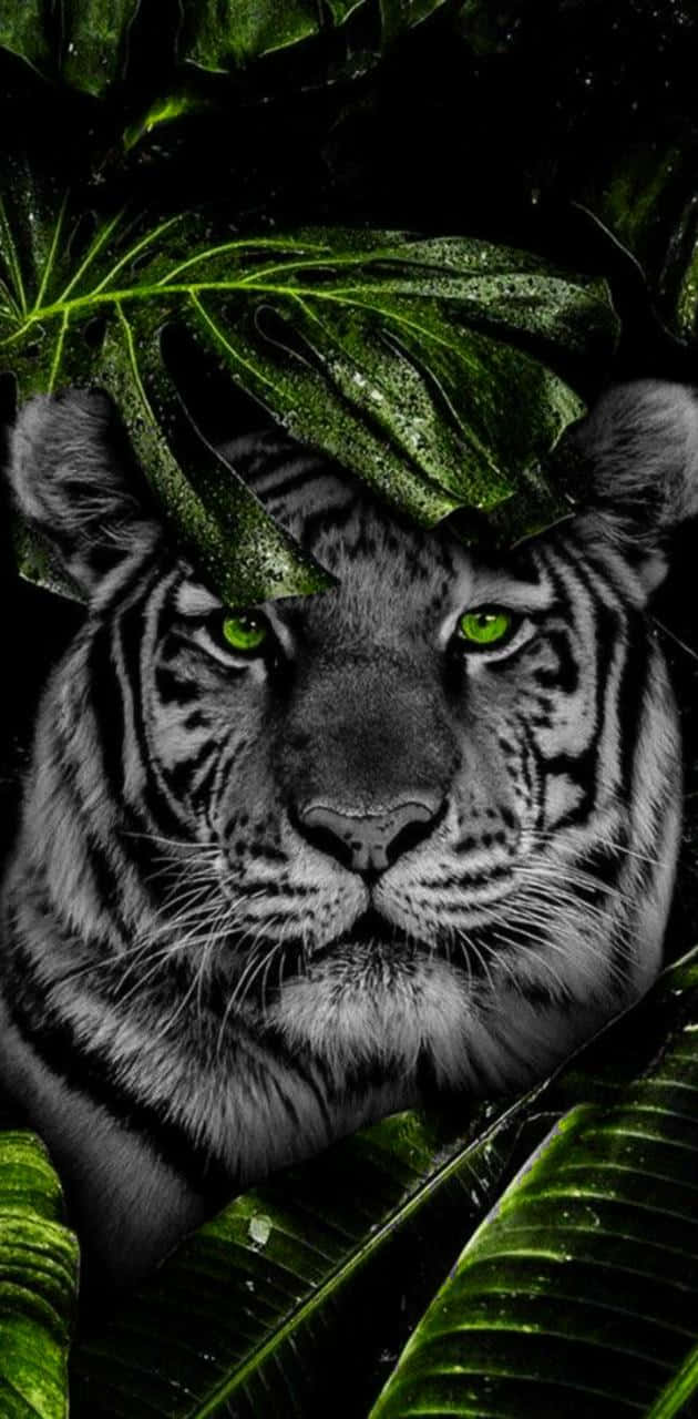 Tiger Face Behind The Leaf