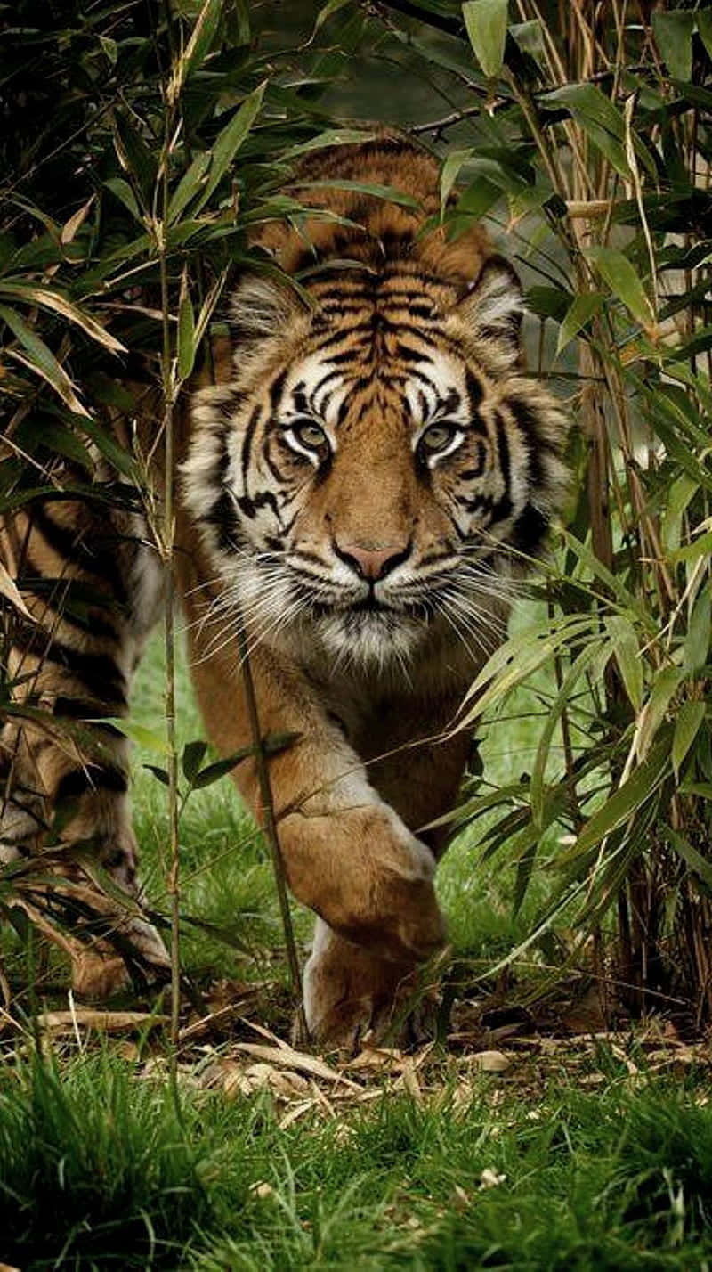 Tiger Face Under The Bamboo Tree Background