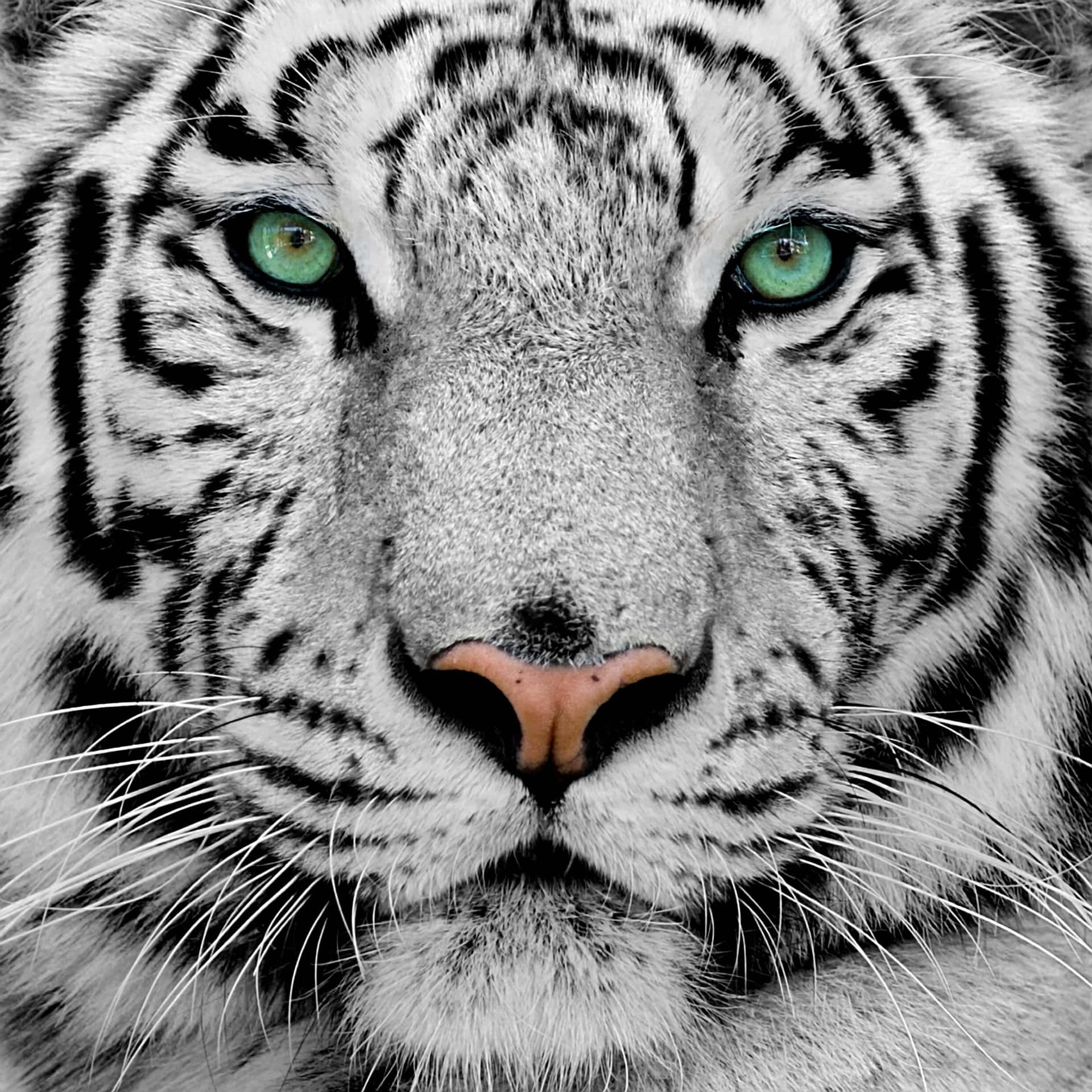 Tiger Face With Cyan Eye Background