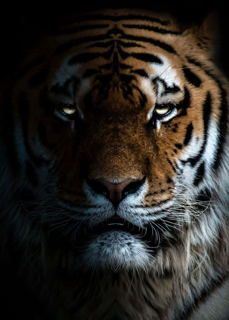 Tiger Face With Thick Fur