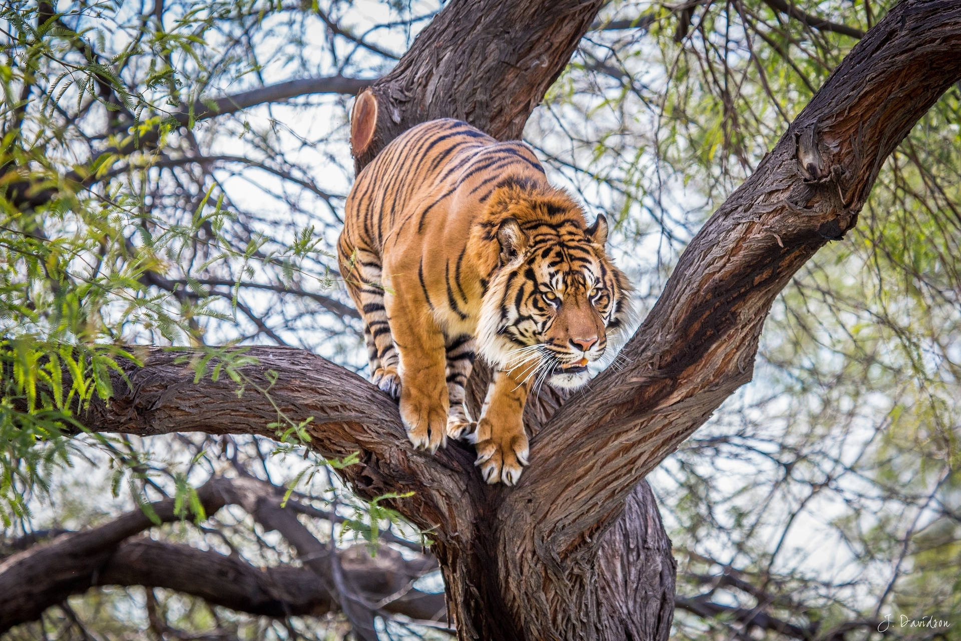 Tiger Jump From Tree Background