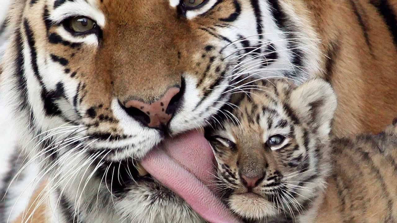 Tiger Licking Cub Animal Background