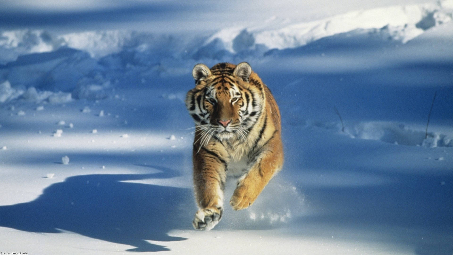 Tiger Running In Snow Background