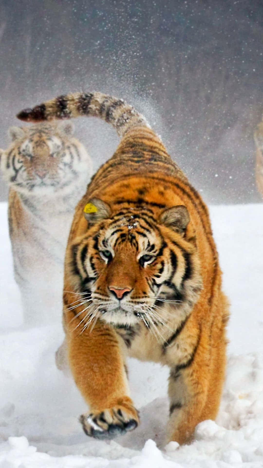 Tiger Running In The Snow With Other Tigers Background