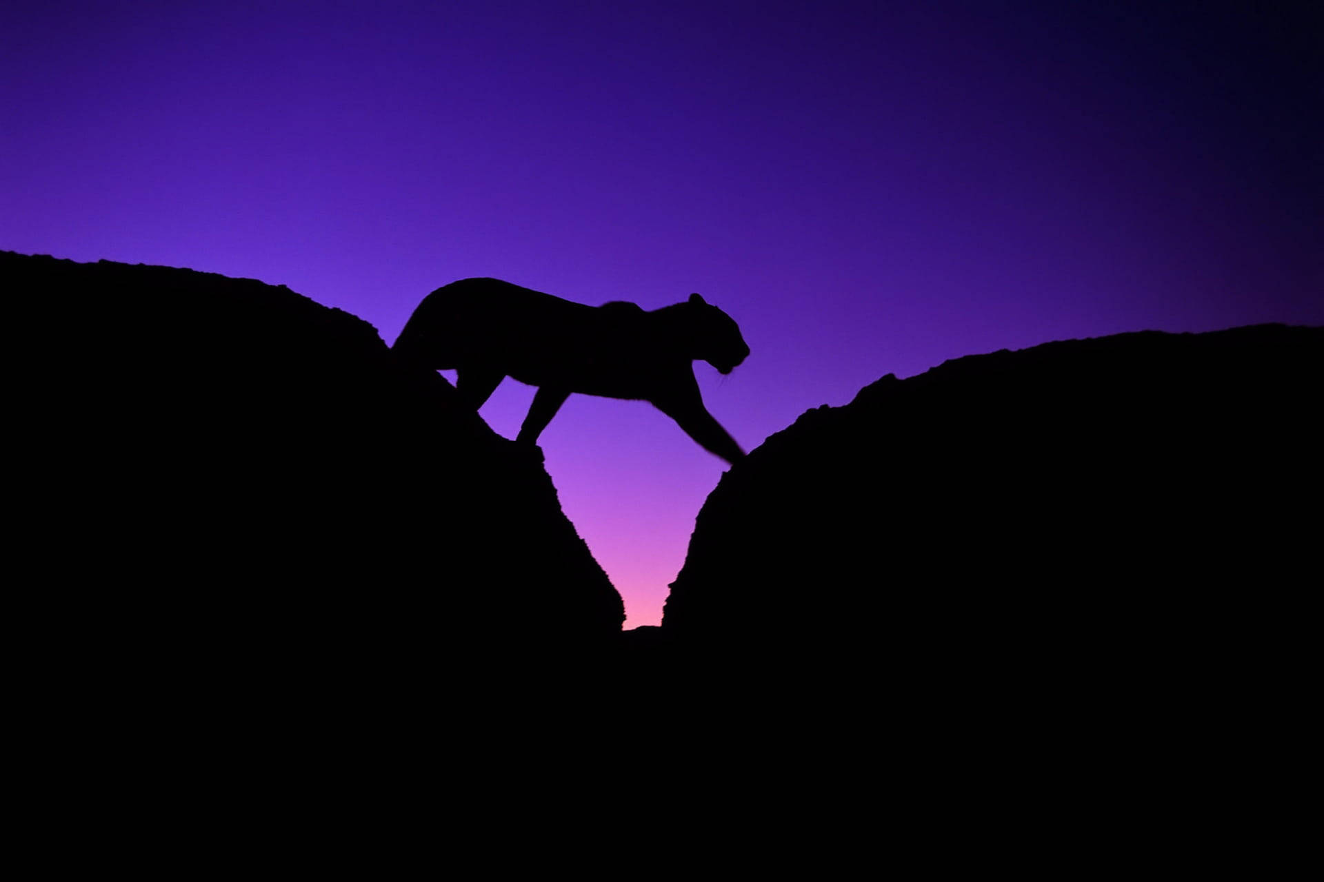 Tiger Silhouette Dark Purple Sky Background