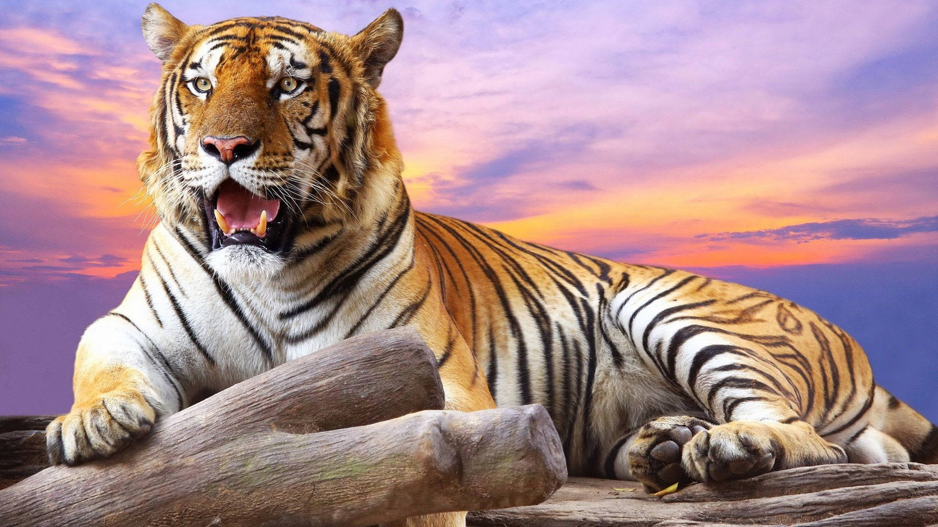 Tiger Sunset Background Background