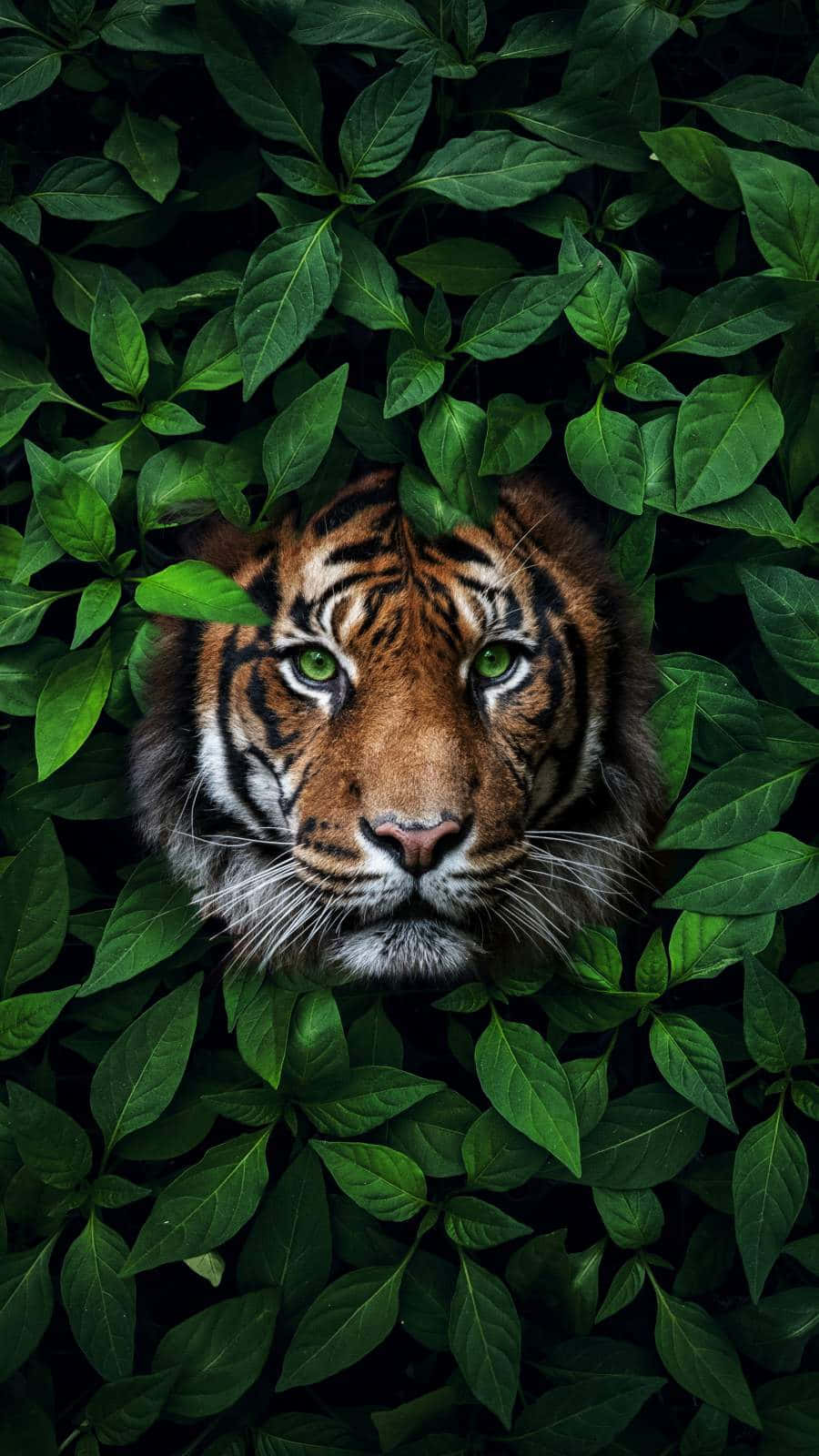 Tiger With Green Eyes In Bush