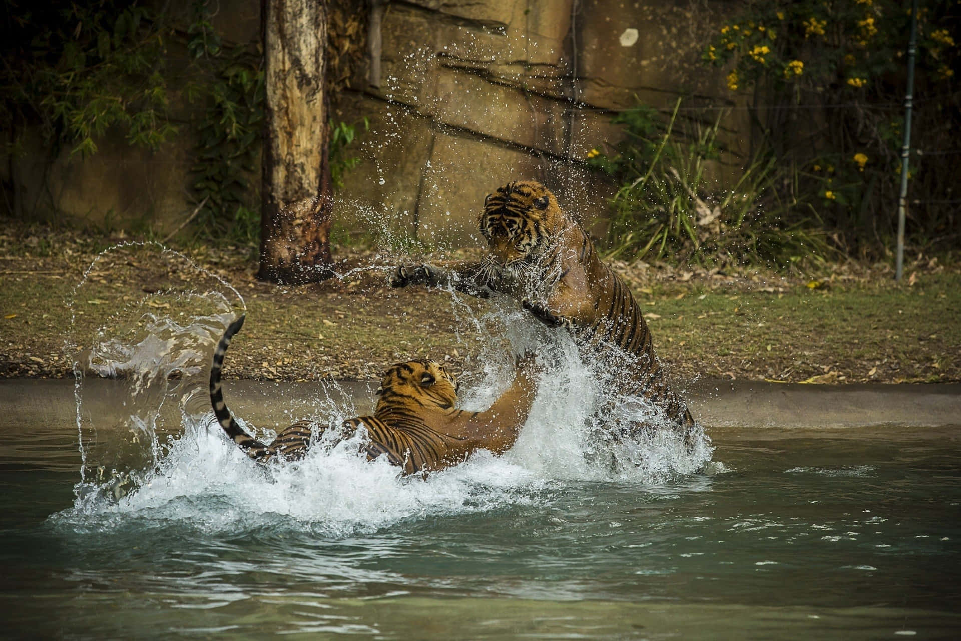 Tigers_ Splashing_ Water_ Fight.jpg