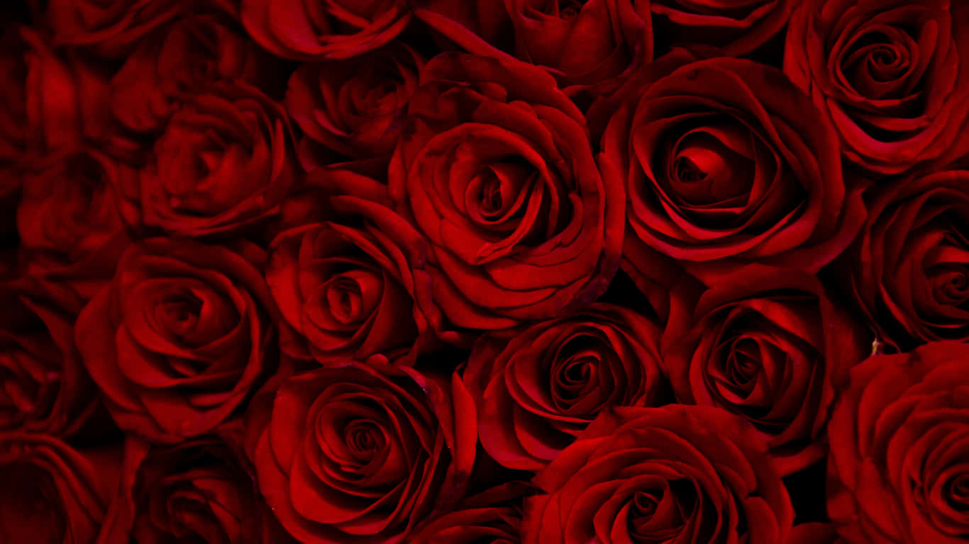 Tightly Packed Red Roses Laptop Background