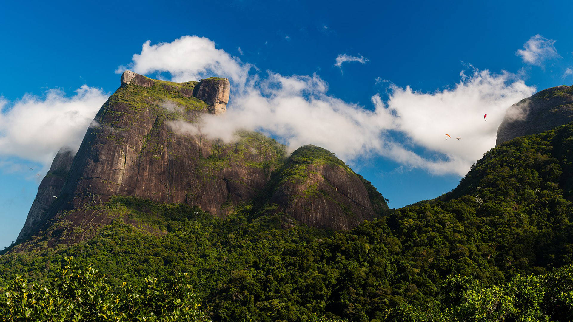 Tijuca National Park Brazil Background