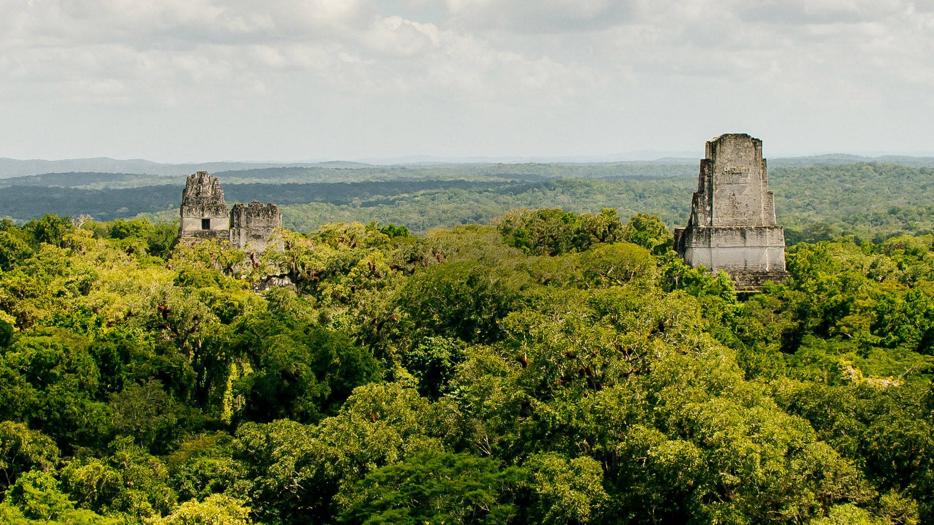 Tikal Amongst Trees Background