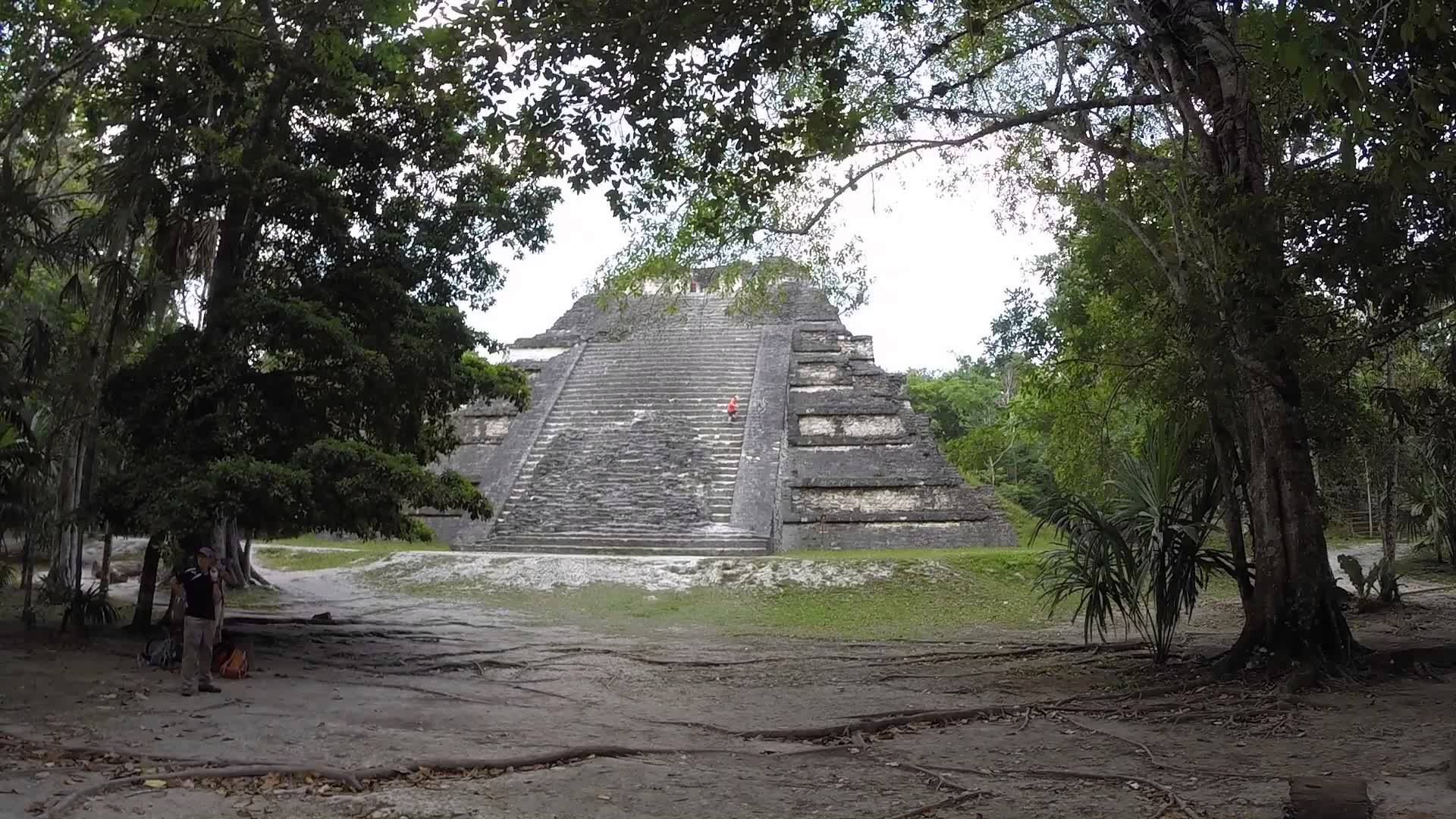 Tikal Emerging From Forest Background