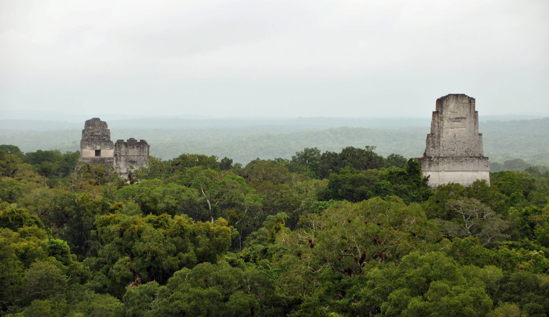 Tikal Forest View Background