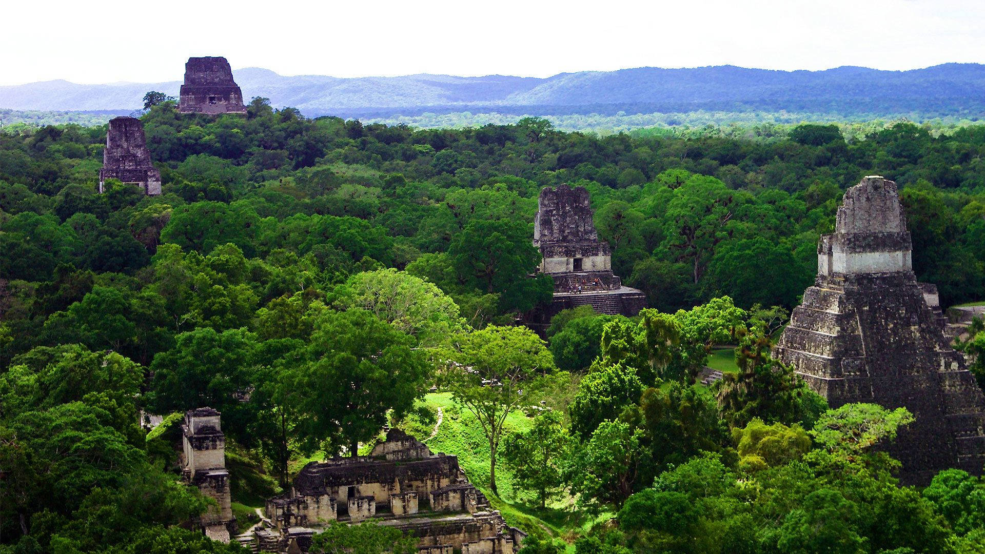 Tikal In Forest Background