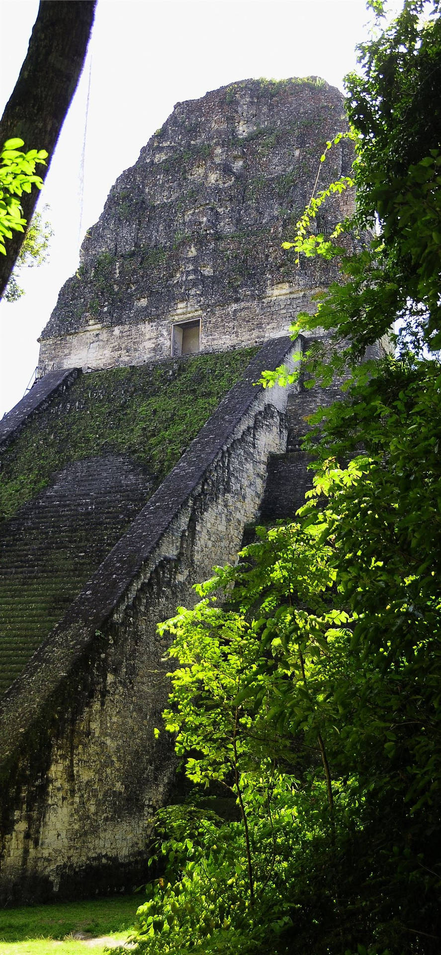 Tikal Partially Hidden Background