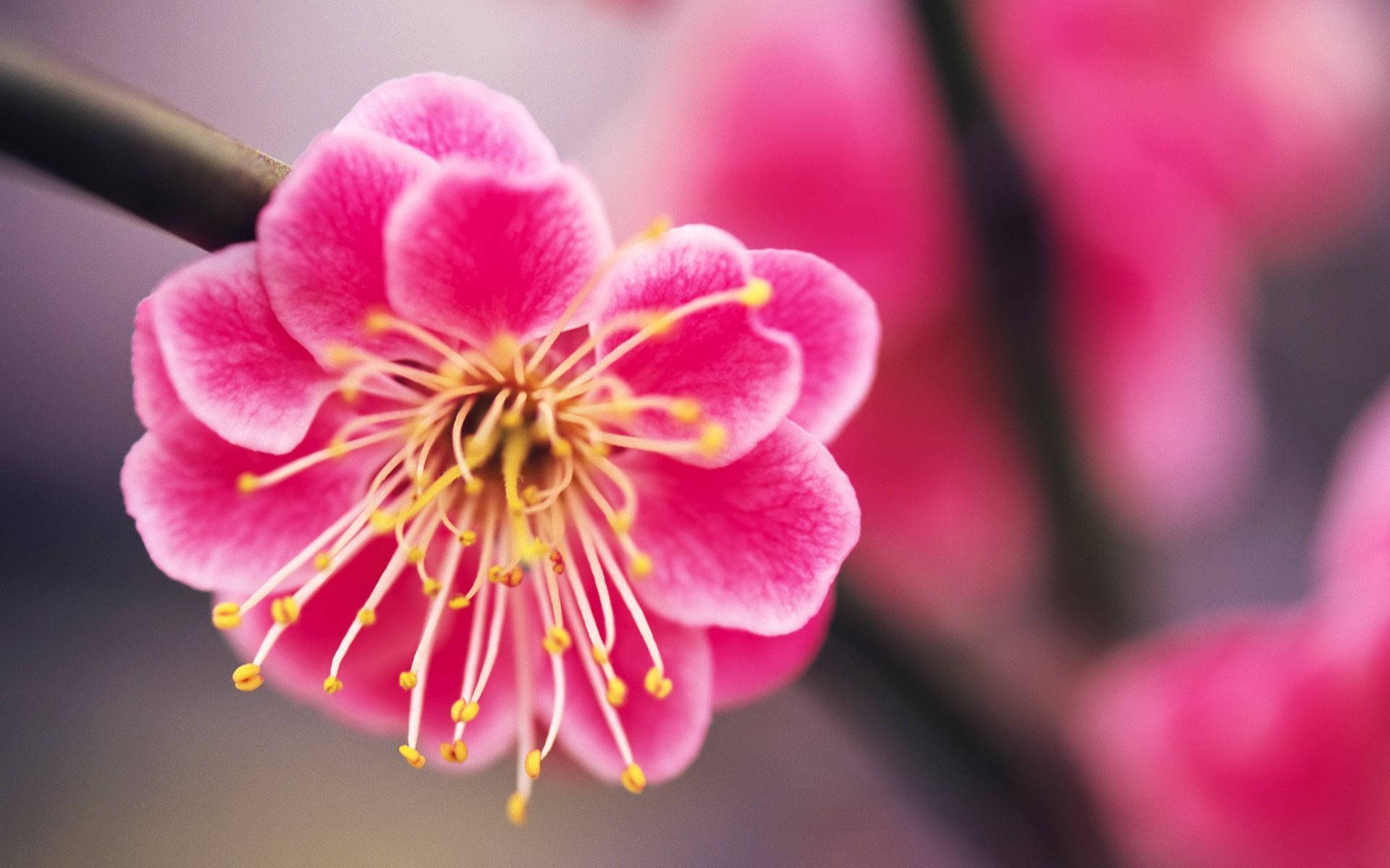 Tilt-shift Blur Of Pink Plum Blossom Flowers Background