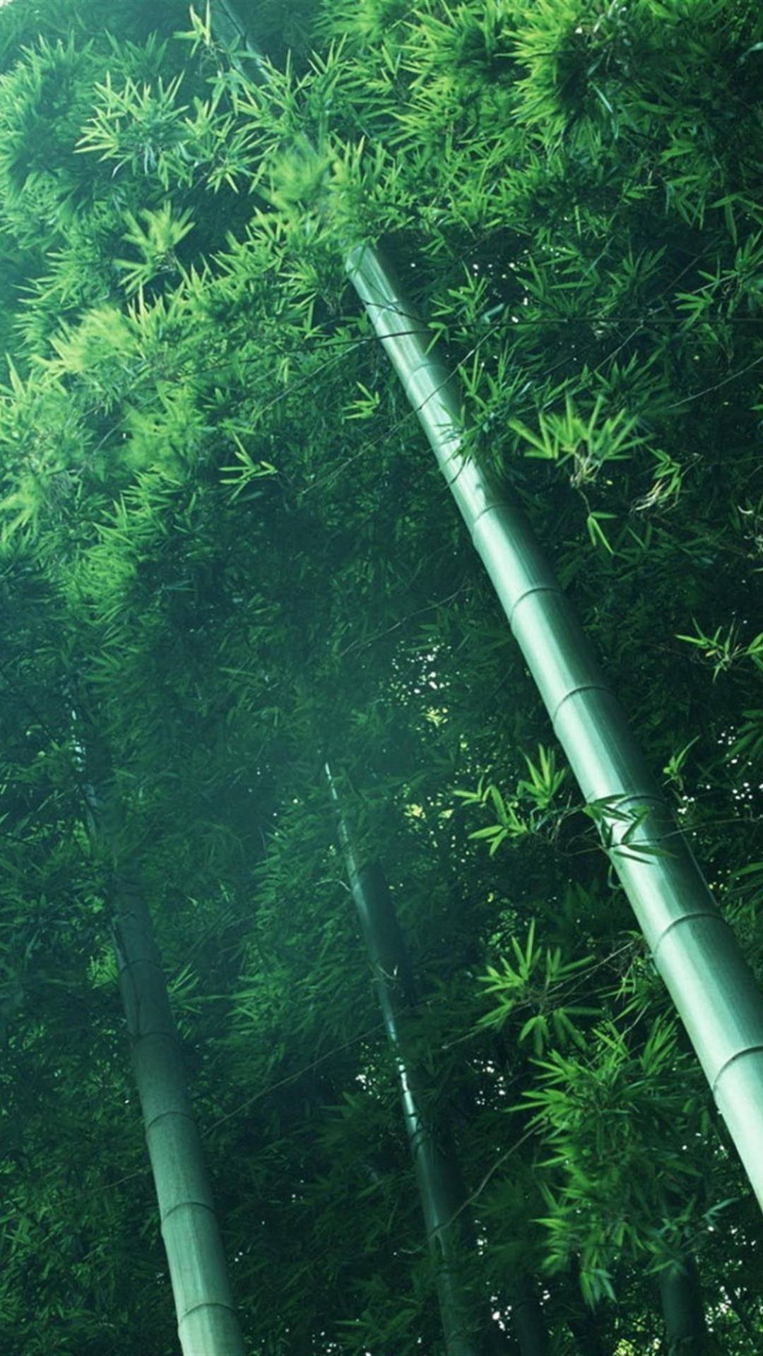 Tilted Bamboo Forest Iphone Background