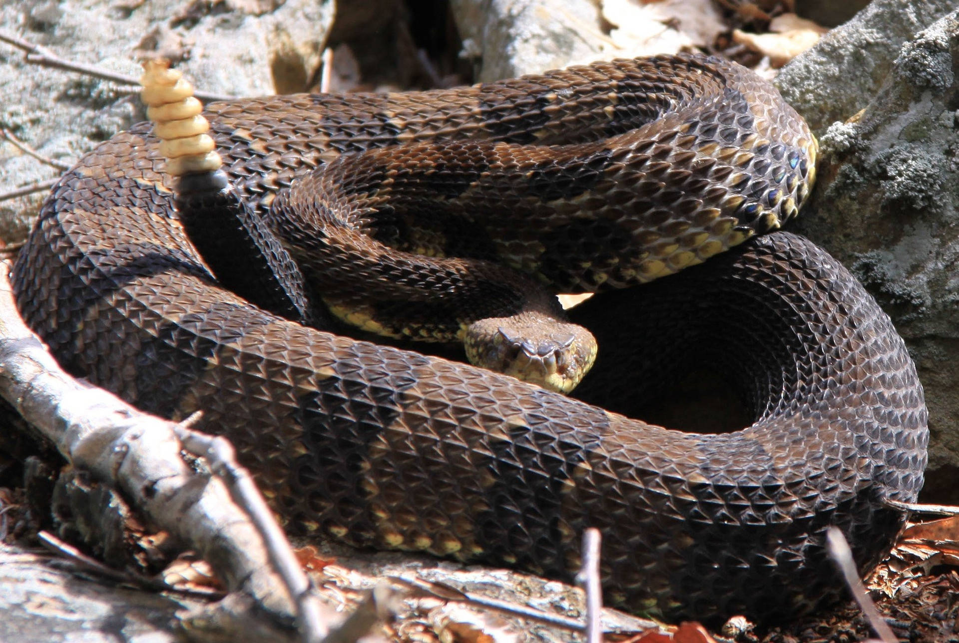 Timber Rattle Snake Yellow Tail Background