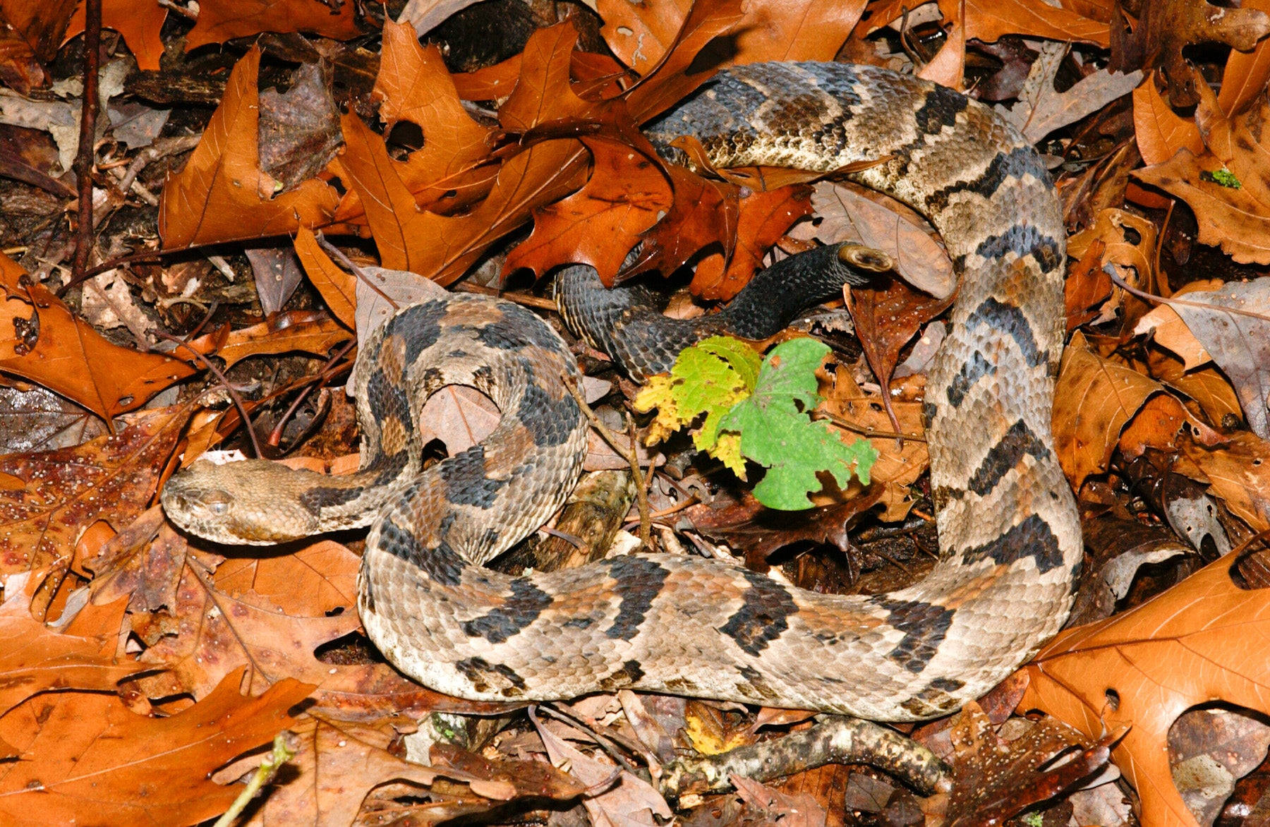 Timber Rattler Snake Blossom Leaves Background